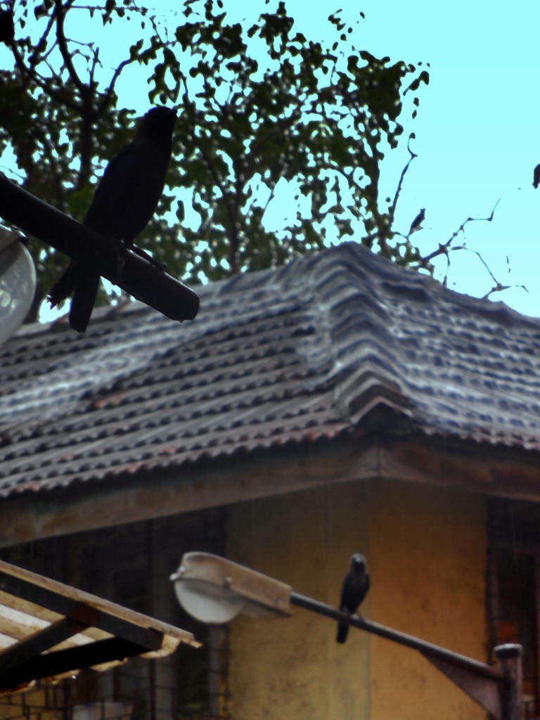 crows2