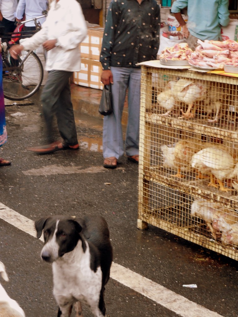 dogwithchickens