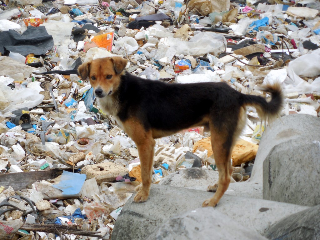 garbagebeach3