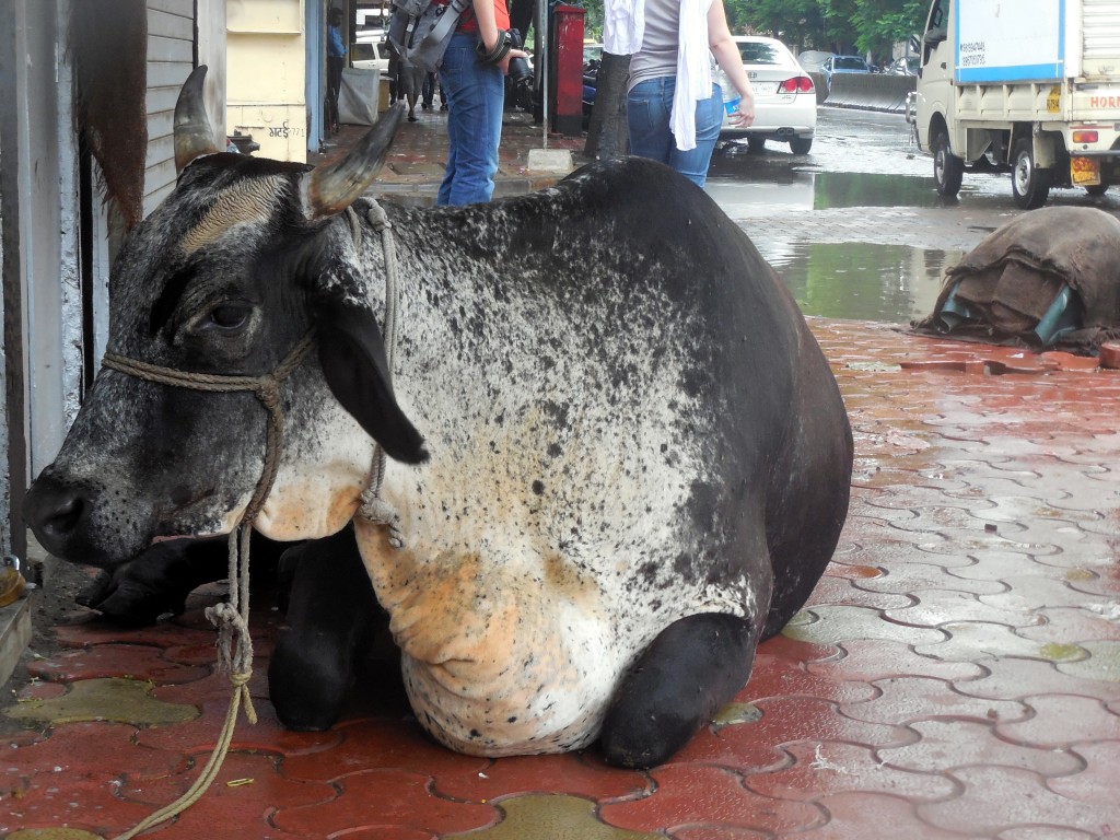 streetcow1
