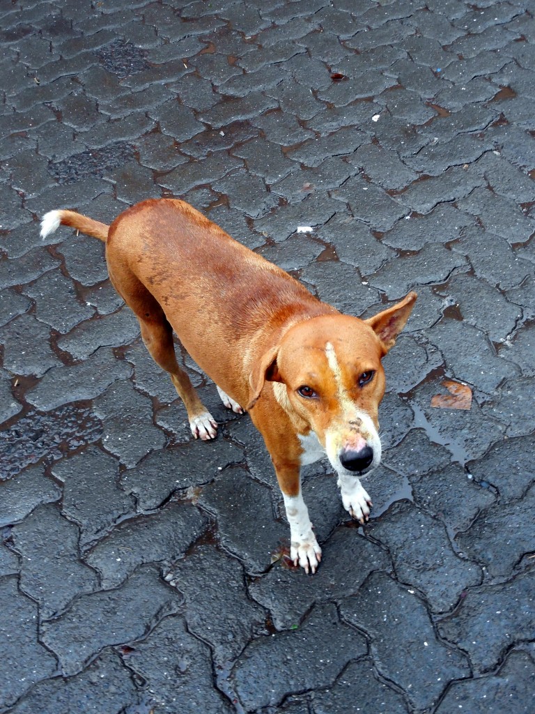 streetdog
