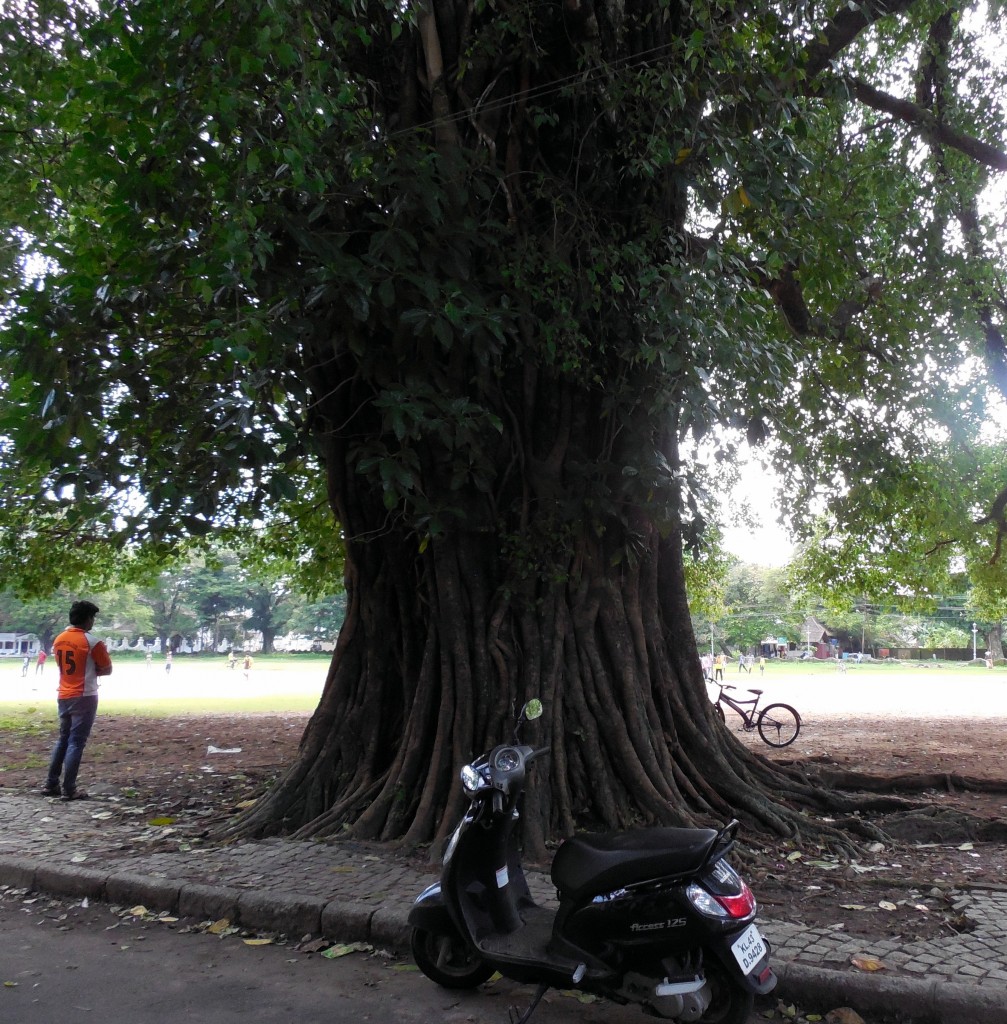 bigtree