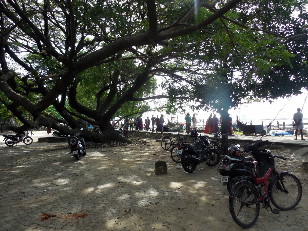 bikesandtree