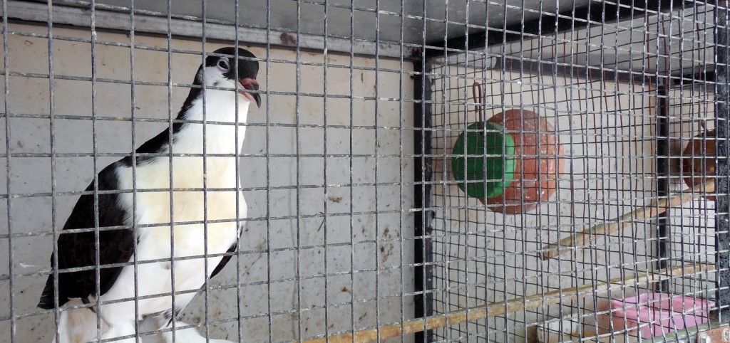 cagedbird